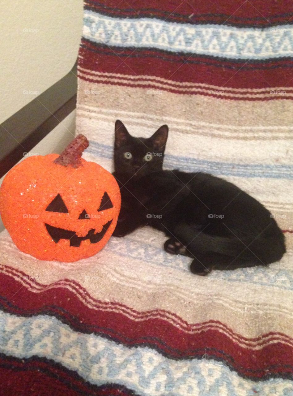 Halloween Kitty. Black kitten I'm fostering. 