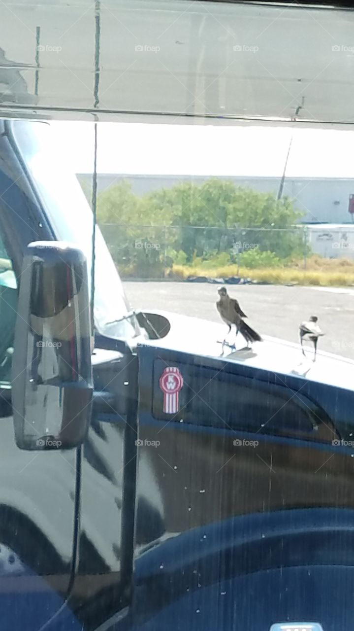 they were eating bugs off this guy's windshield.