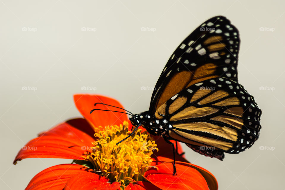 monarch butterfly orange