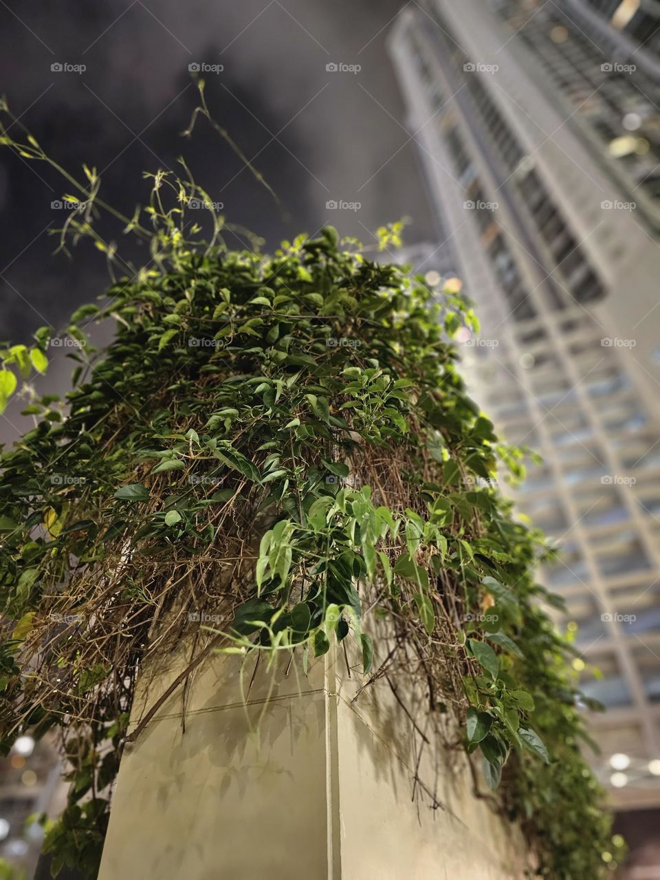 urban plants of leaves on the wall