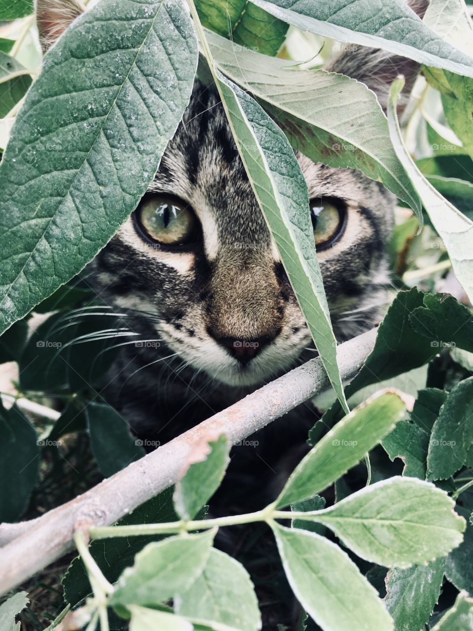 Domestic house cat gazing through the leaves 