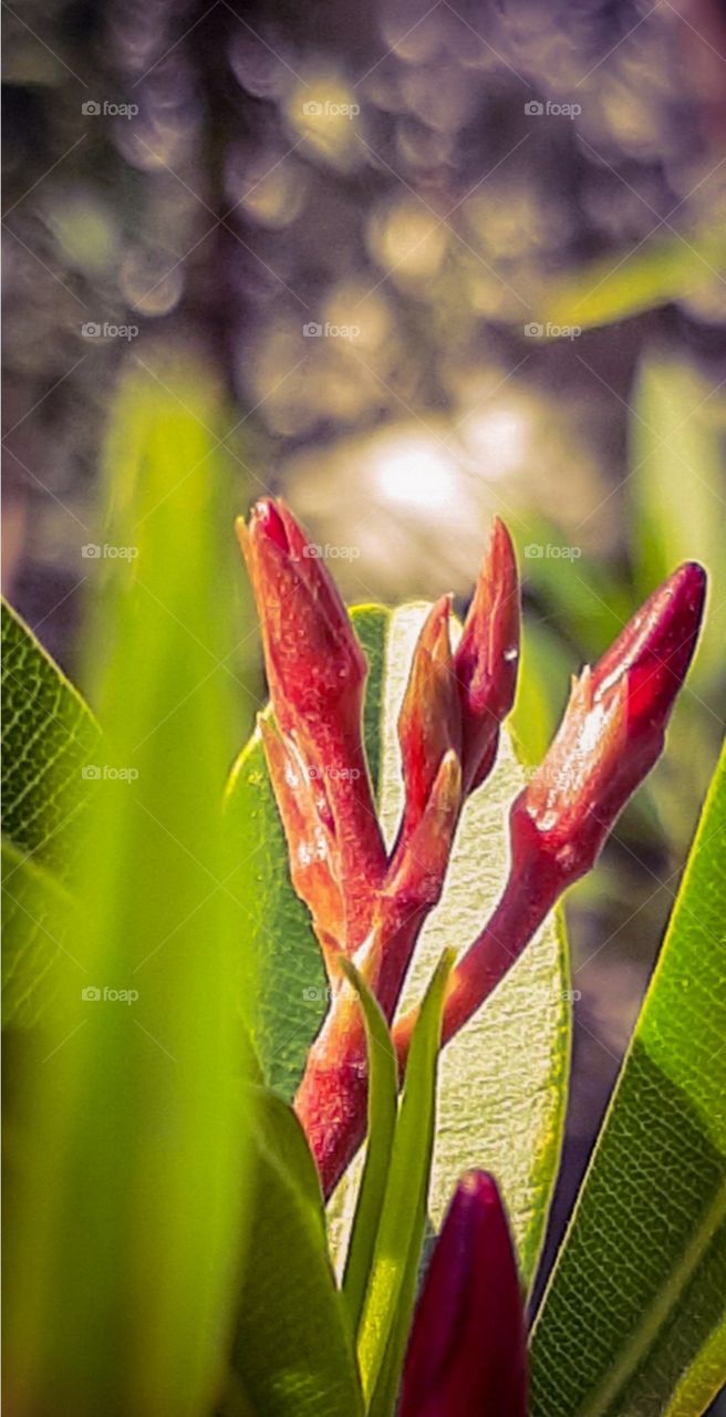 Oleander buds in fuchsia