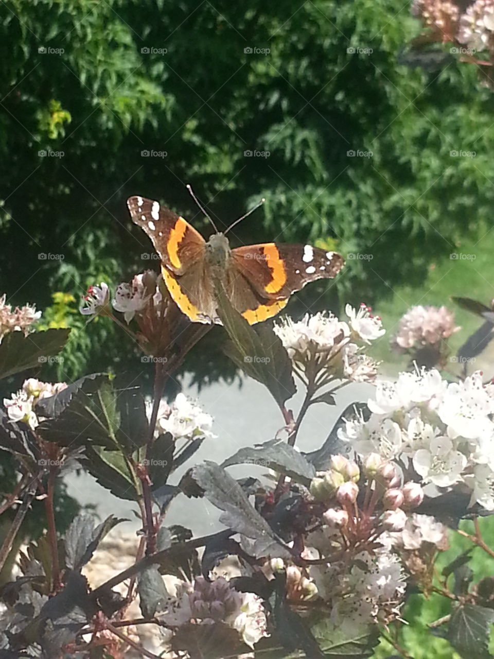 Butterfly, Nature, Flower, Garden, Outdoors