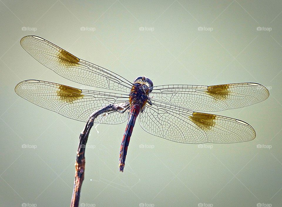 Dragonfly 