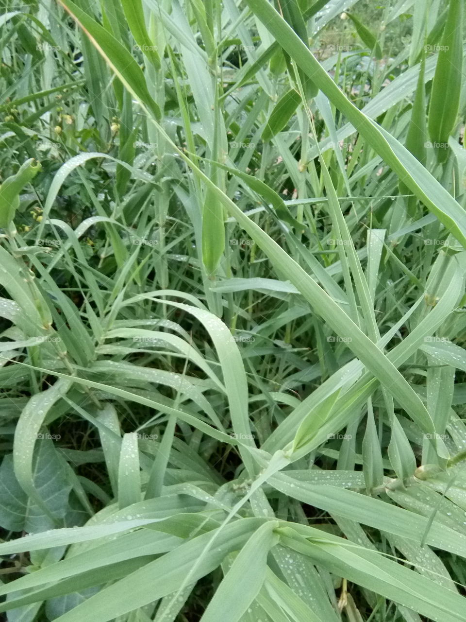 beautiful and useful shrubs in India.