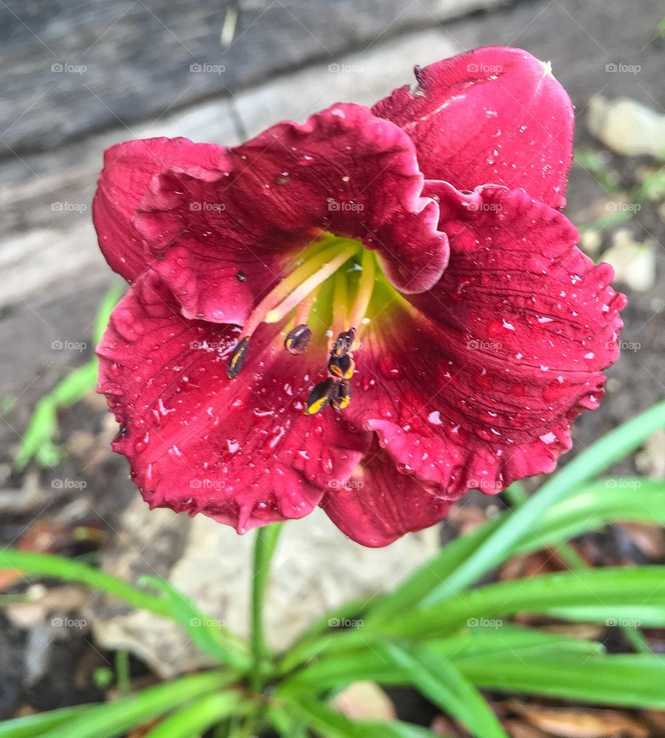 Bloom in the rain