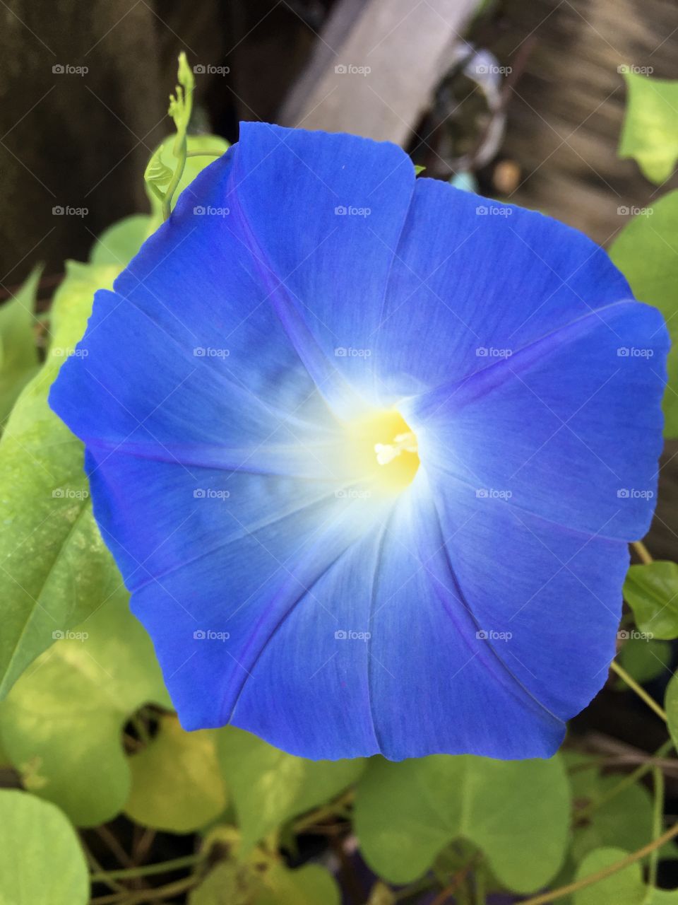 Beautiful blue flower blooming in the morning sun. 