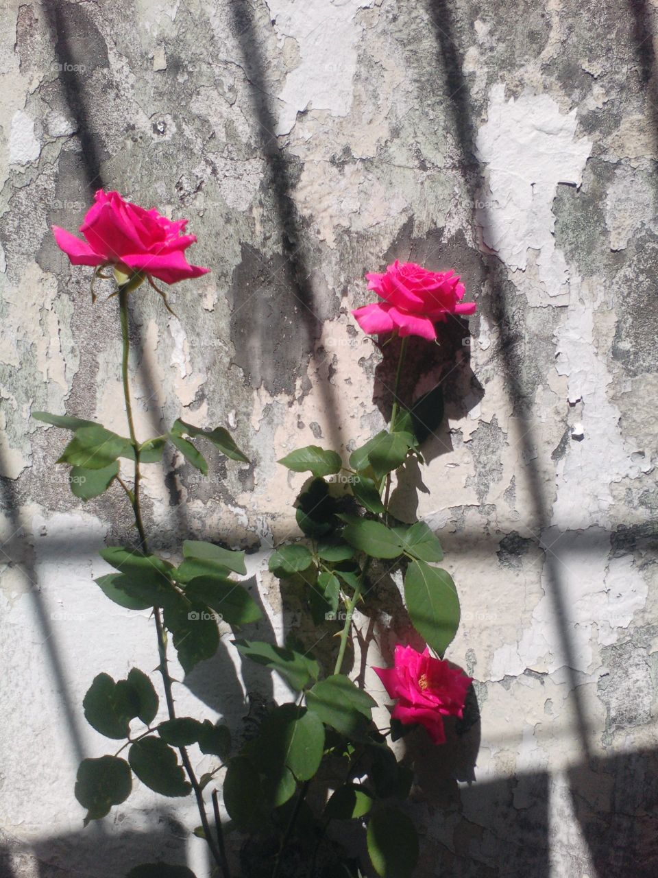#rosa #contraste #luz