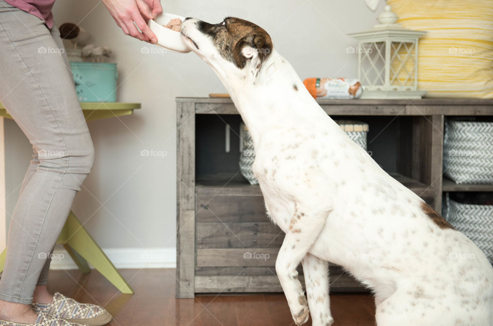 Woman feeding her pet dog indoors