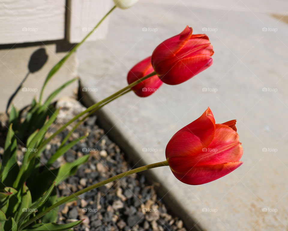 Red tulips