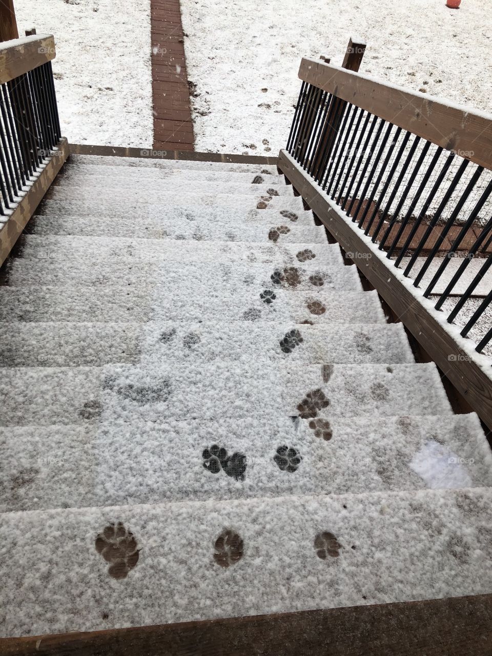 Dog prints in the snow