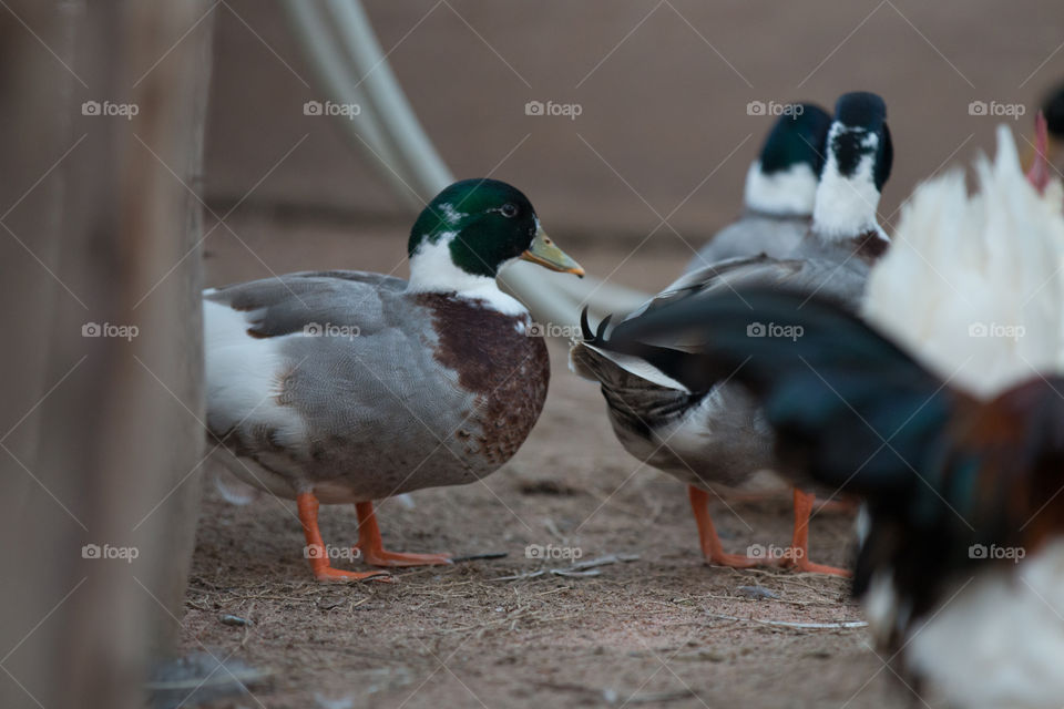 Bird, Duck, Poultry, Wildlife, Mallard