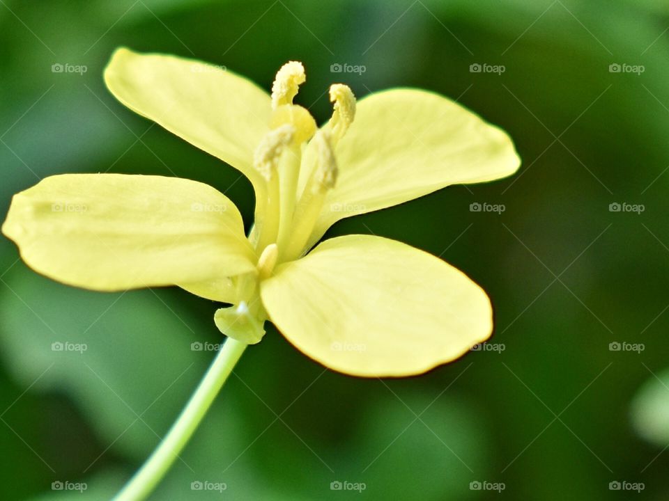 Arugula flower