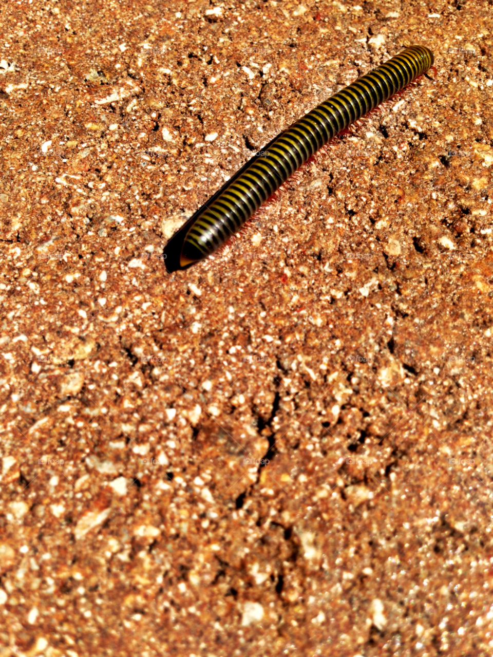 outdoors pattern photography insect by jmsilva59