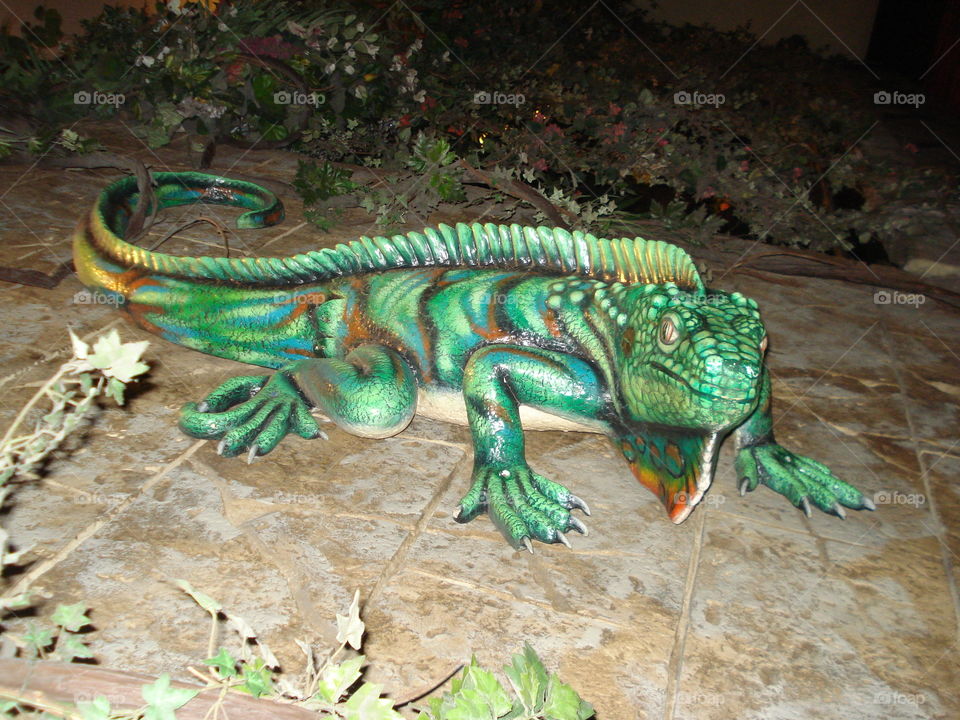 Iguana statute 