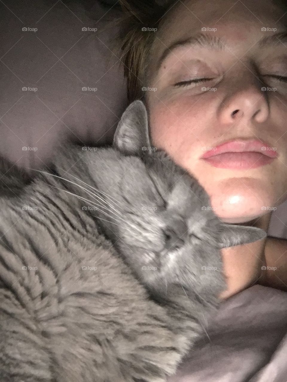 Nebelung Cuddles