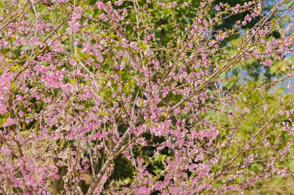 Peach blossom bringing vibrance to the spring season