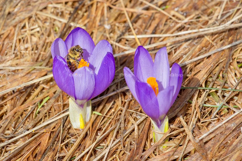 Bee collecting pollen from the early crocus on a mountain meadow