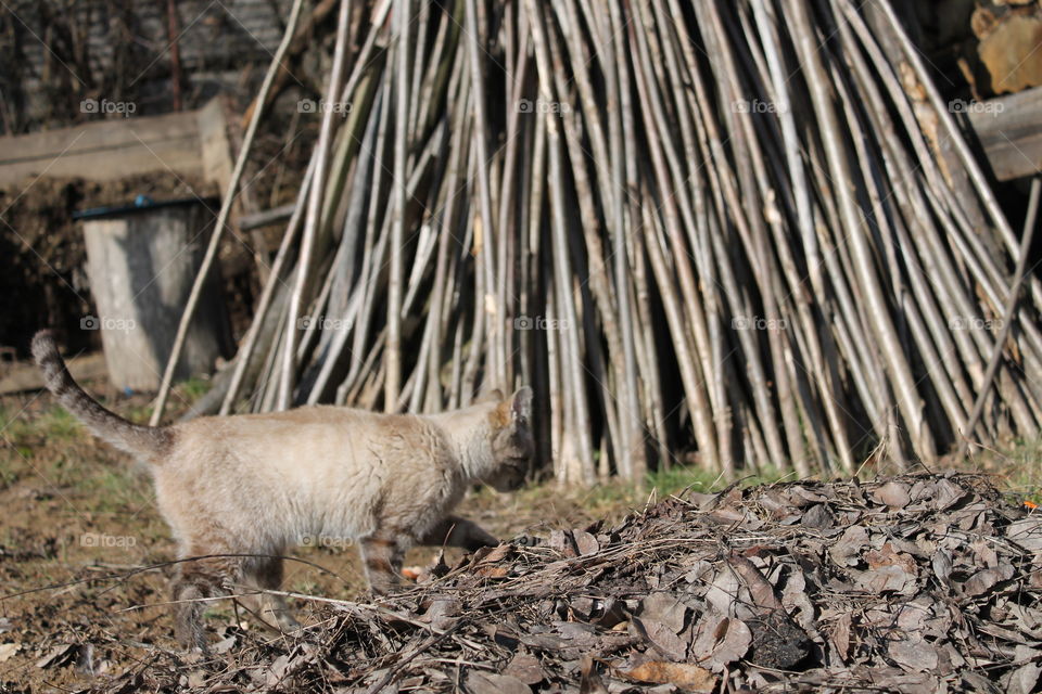 Cat in wild nature