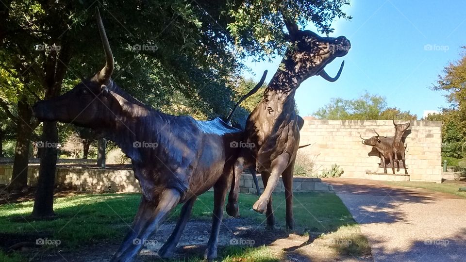 Texas Bronze Bulls