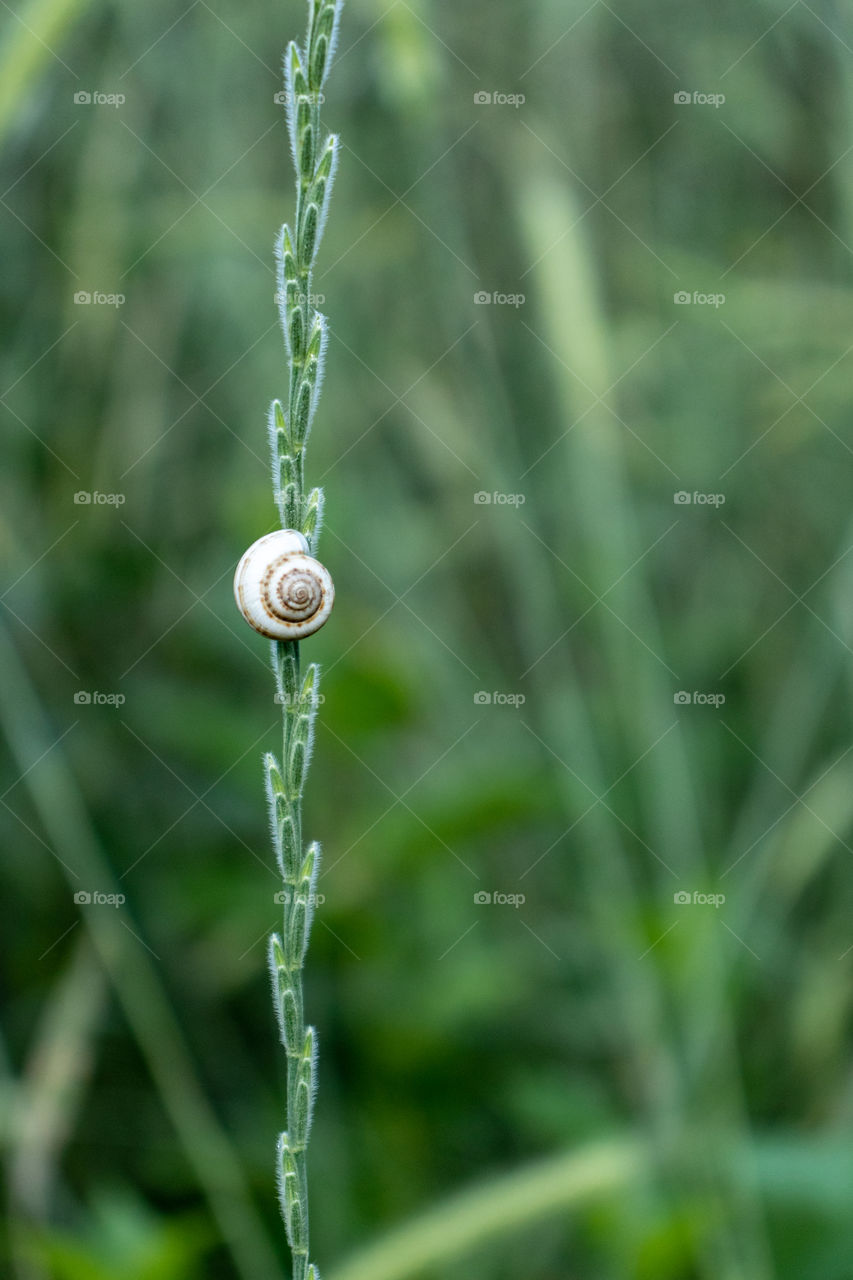 Snail Shell On A Branch In A Summer Garden