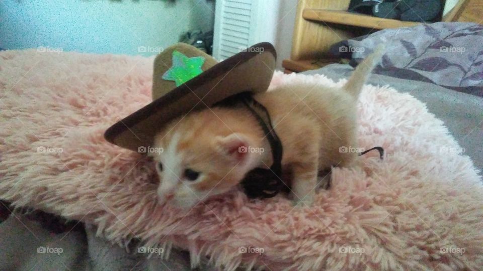 Cowboy kitty