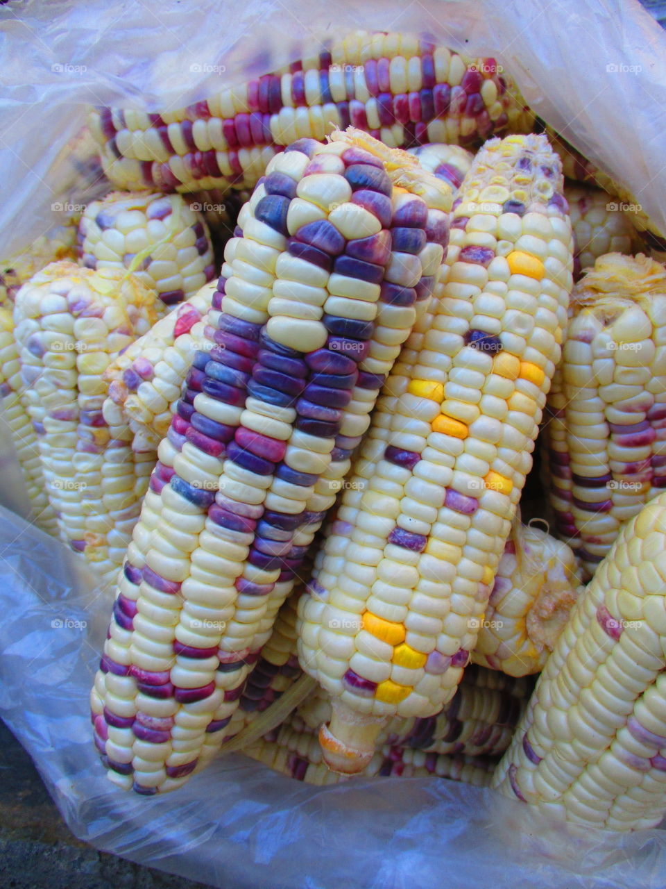 purple corn