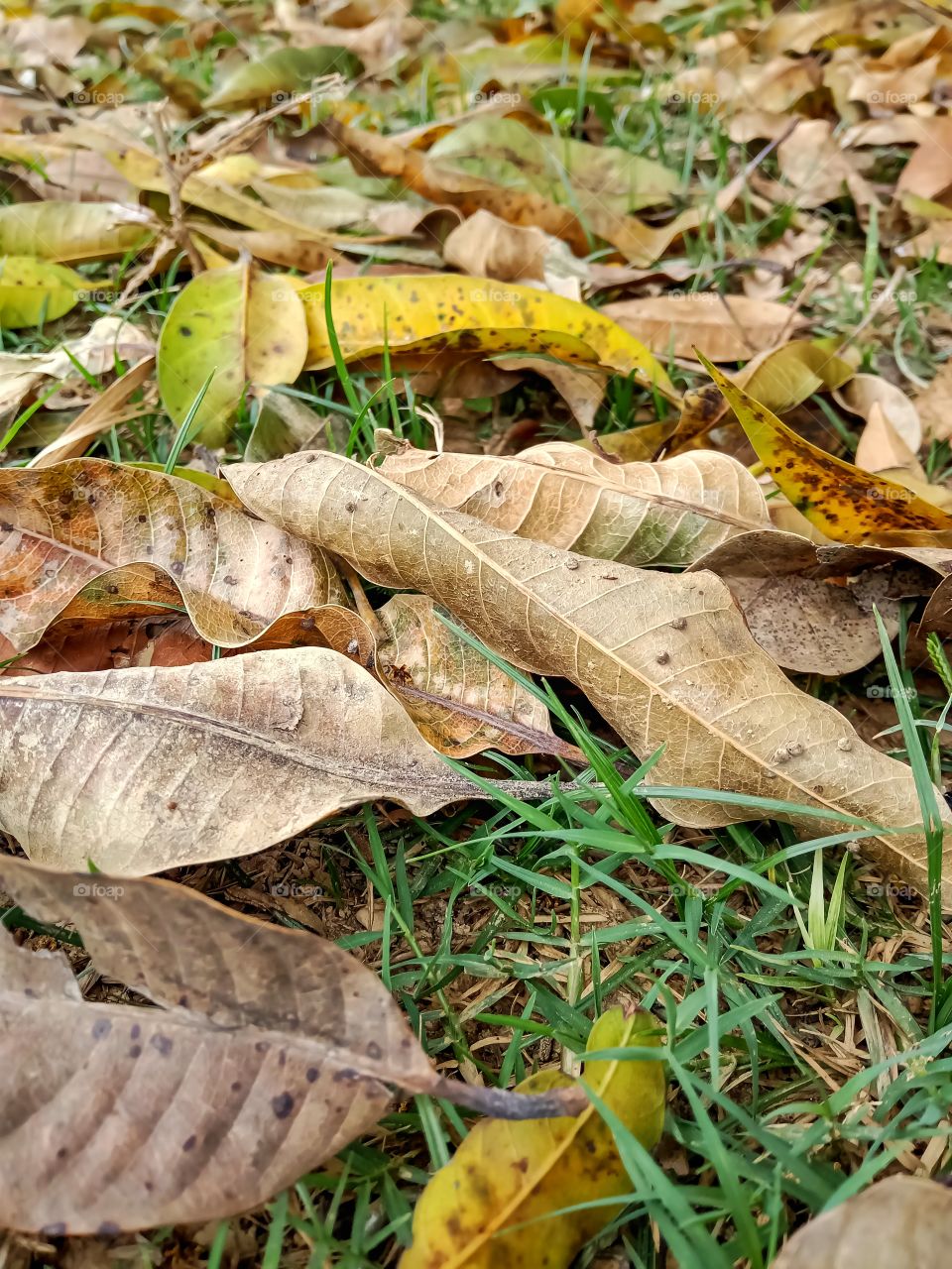 Leaves fallen into field on mangifera indica tree image india