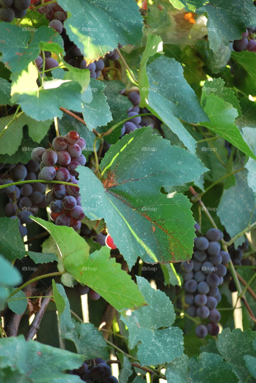 bunches of dark grapes