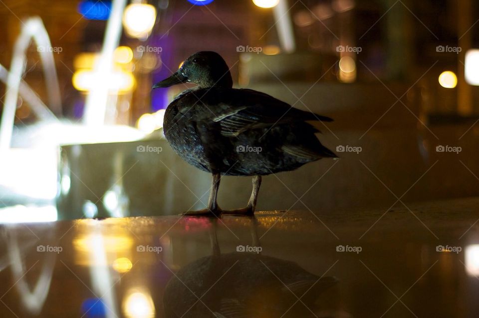 pond animal fountain ducks by christofferv