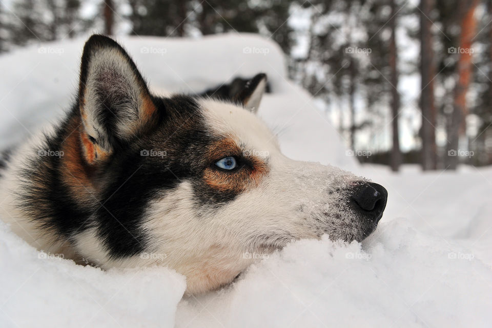 Husky resting in the snow