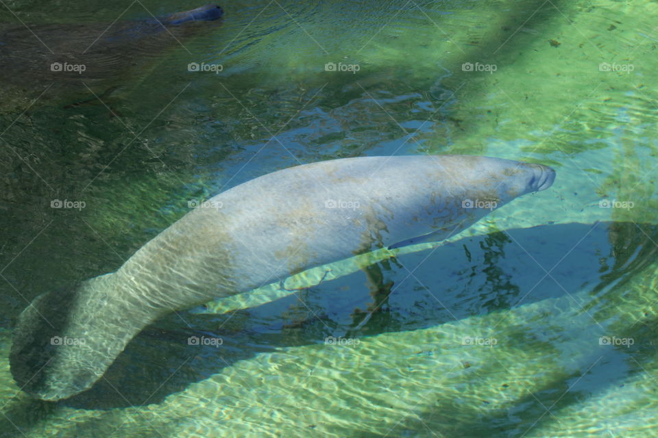 Manatee at Blue Springs