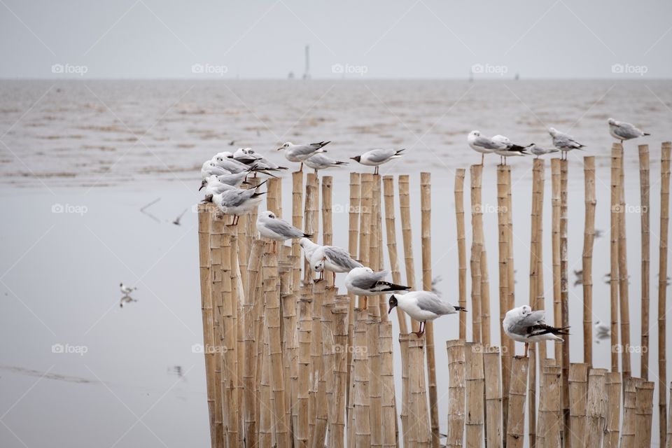 Bangkok/Thailand-March 16 2019:Seagull migration season