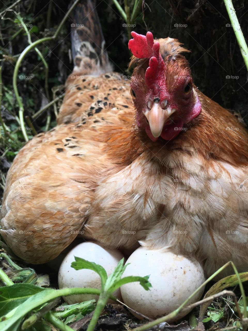 Animal 