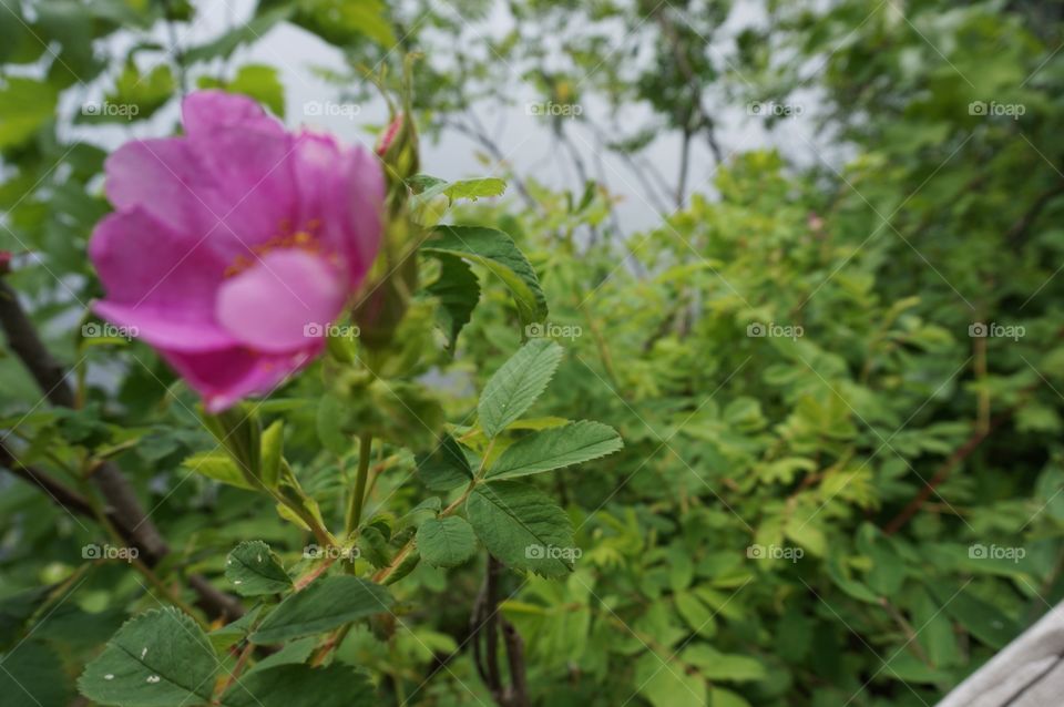 Nature. Pink Flower