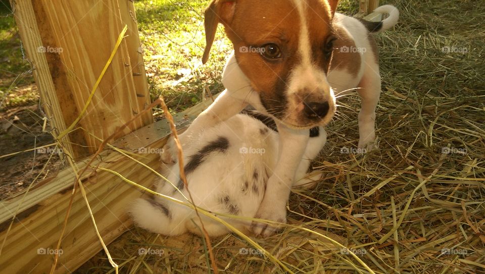 playful friends. my wife and I just bought a baby bunny (cookie) and a puppy (buster)