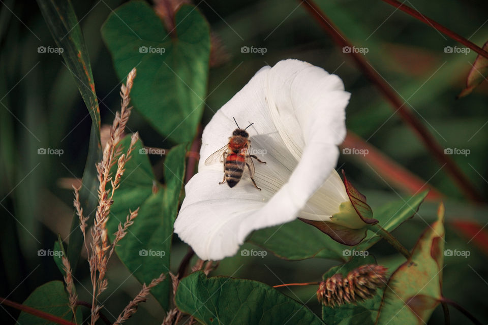 bee on a flower