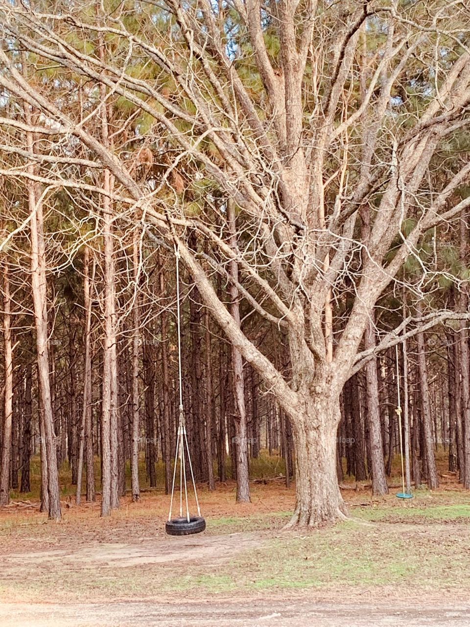 Tree swing