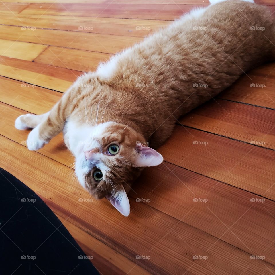 stretch cat