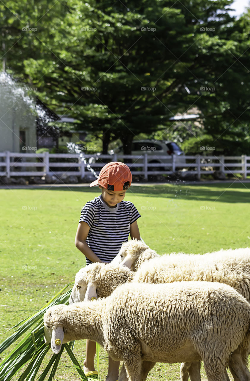 The  white sheep eat grass in the hands of Asian boys.