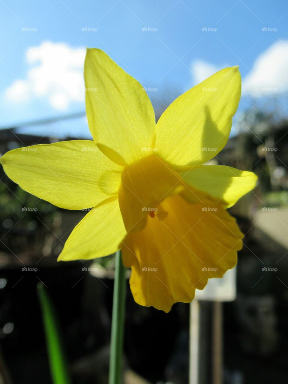 daffodil in bloom