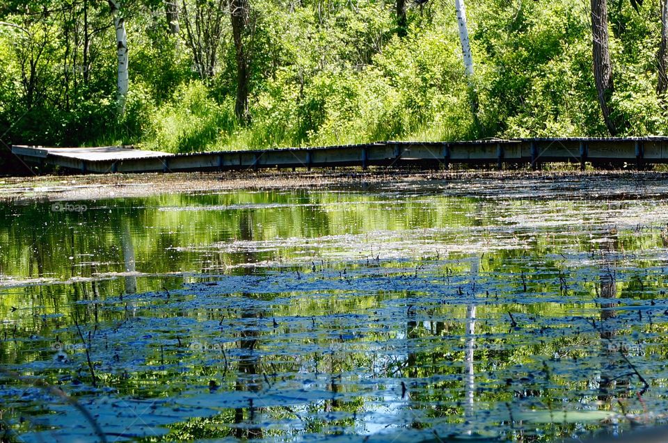 Nature. Boardwalk