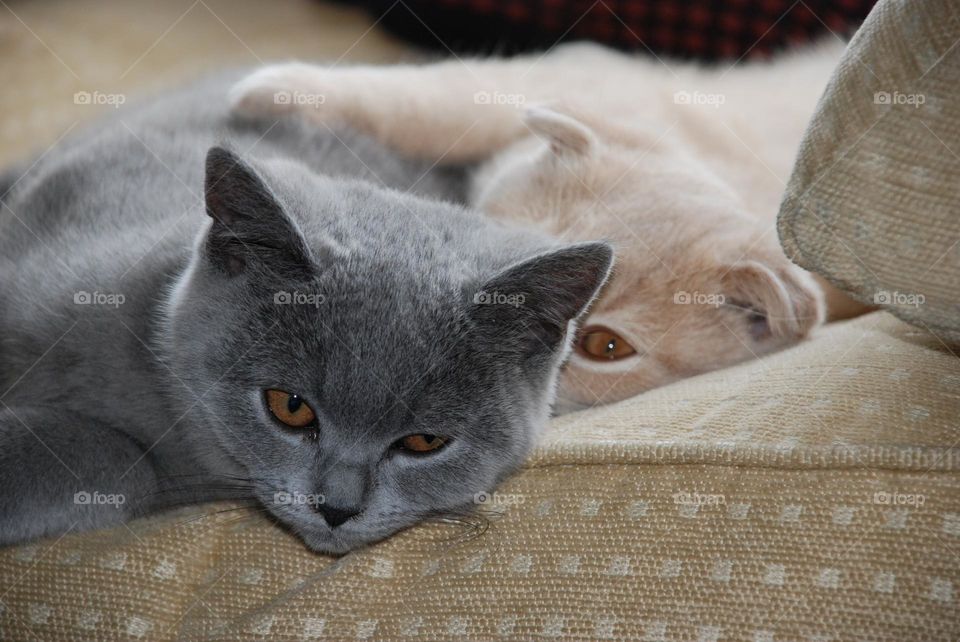 British Blue and Scottish Fold kittens curl up together, one kitten has his paw on the other’s back