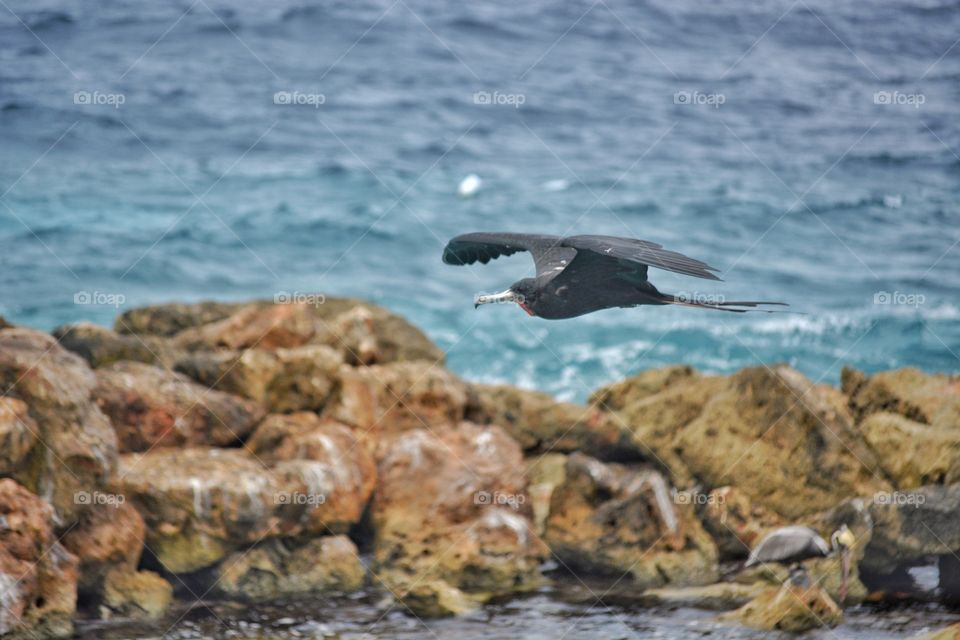 cormorant in flight