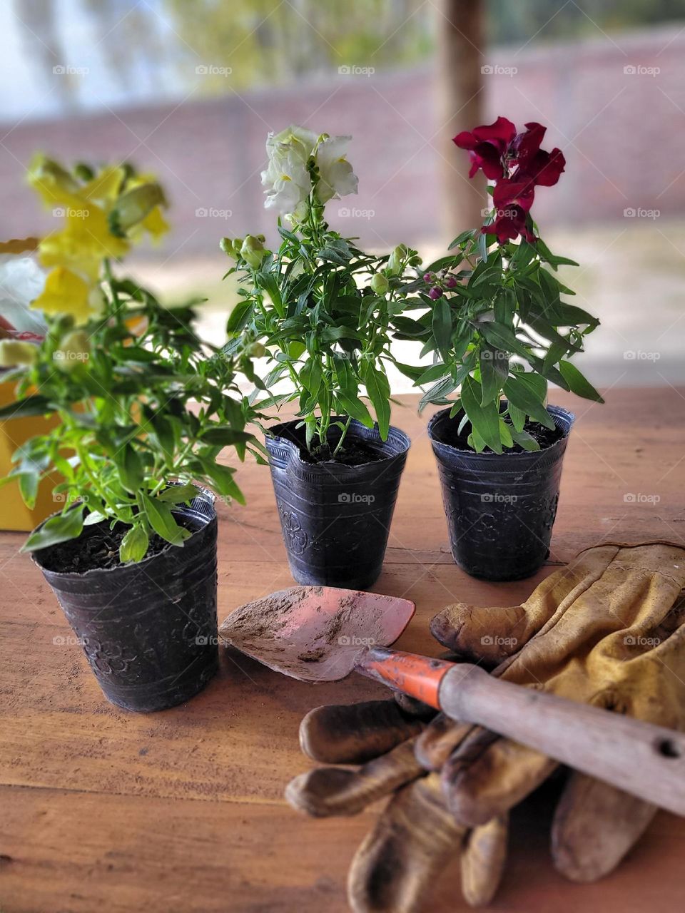 listas las plantas para plantar