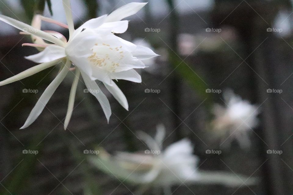 Night Queen Flower