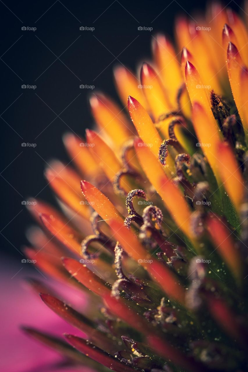 a close up portrait of a vibrant and colorful echinacea purpurea in the darkness.