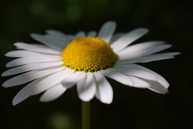 chamomile