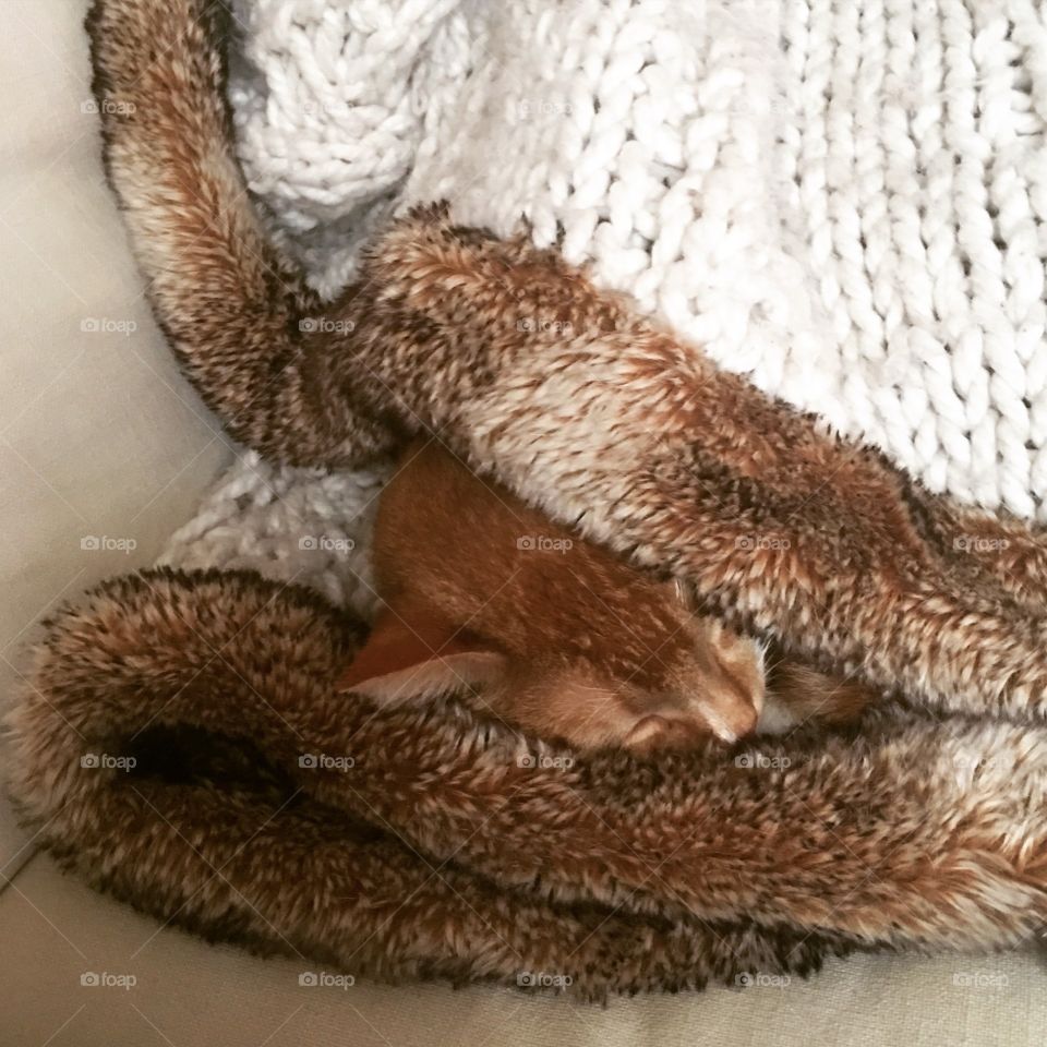 Gin the ginger cat is all tucked in with his favorite blanket.  He only sleeps under this particular one and he does it often. He will take it over from the person using it without hesitation.