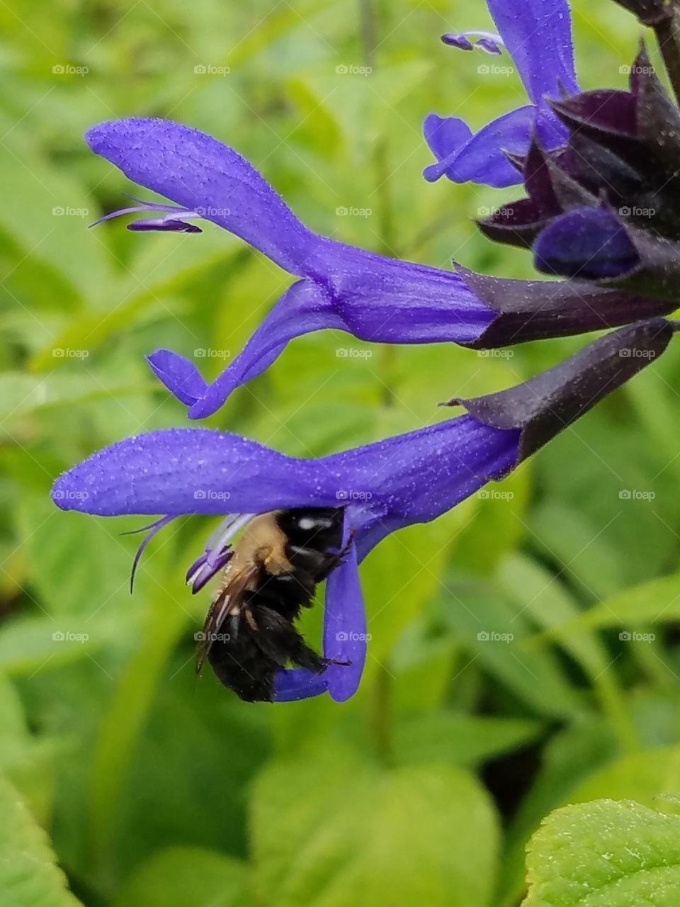 pollen collector